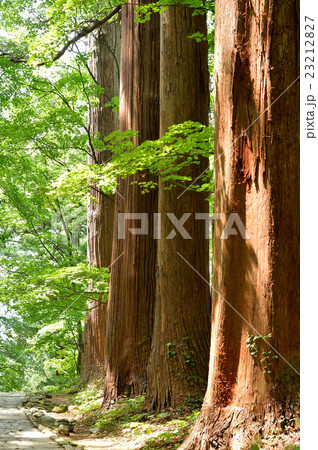 羽黒山杉並木 23212827