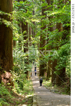 羽黒山杉並木 23212831