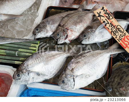 鮮魚店に並んだエボダイ 23213066