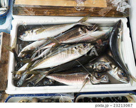 鮮魚店に並んだアジ 23213067