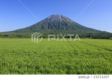 麦畑と羊蹄山 23213207