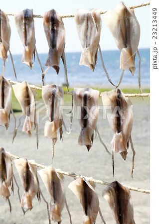 鯵ヶ沢　イカの生干し 23213449