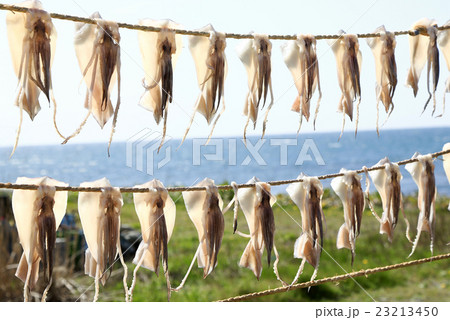 鯵ヶ沢 イカのカーテン 鯵ヶ沢 イカのカーテン 23213450