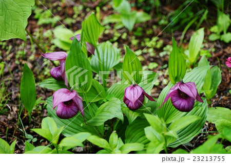 6月花　釜無ホテイアツモリソウ・ラン科01入笠湿原 23213755