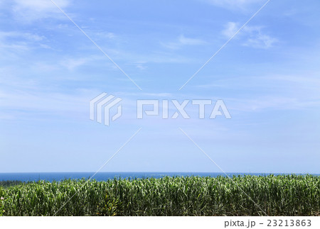 宮古島　海と空とサトウキビ畑 23213863