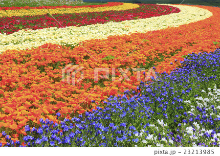 北海道 上富良野町 花畑 北海道 上富良野町 花畑 23213985