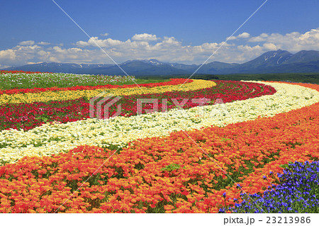 北海道 上富良野町 丘の花畑 北海道 上富良野町 丘の花畑 23213986