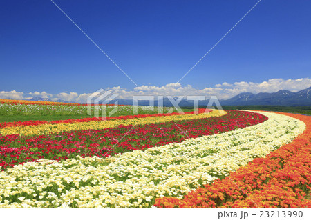 北海道　上富良野町　丘の花畑 23213990