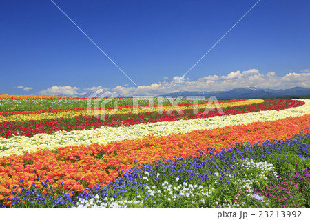 北海道　上富良野町　丘の花畑 23213992