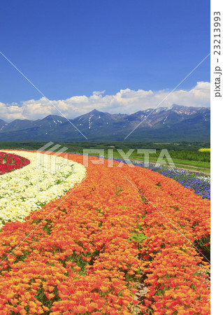 北海道　上富良野町　丘の花畑 23213993