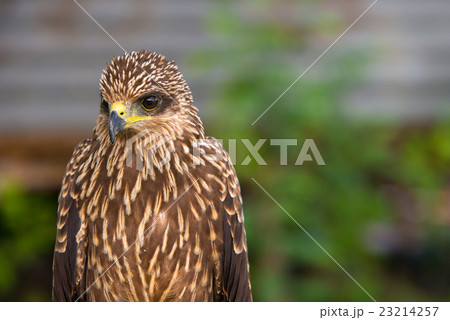 Peregrine falcon Peregrine falcon 23214257
