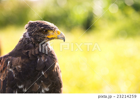 Falcon during training on the field. 23214259