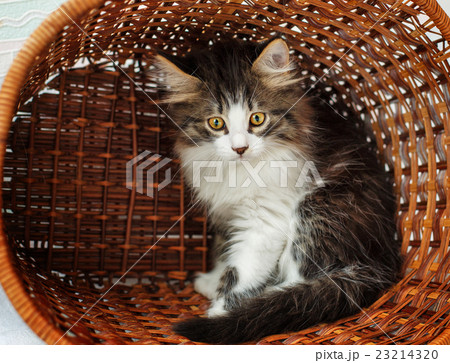 Kitten hiding in a basket Kitten hiding in a basket 23214320