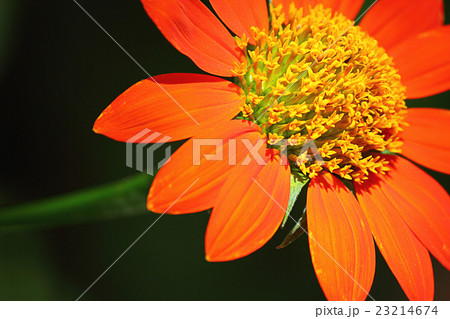 Flowers in Asia Flowers in Asia 23214674