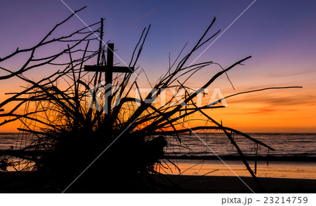 Roots of the Cross Roots of the Cross 23214759