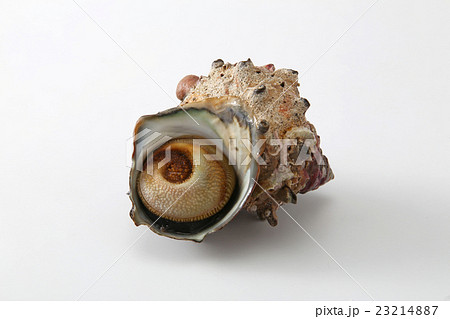 食材　貝　海鮮　サザエ　鮮魚　新鮮　食べ物　　 23214887