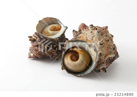 食材　貝　海鮮　サザエ　鮮魚　新鮮　食べ物　　 23214890