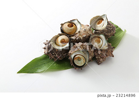 食材 貝 海鮮 サザエ 鮮魚 新鮮 食べ物 食材 貝 海鮮 サザエ 鮮魚 新鮮 食べ物 23214896