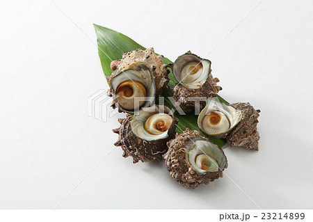 食材 貝 海鮮 サザエ 鮮魚 新鮮 食べ物 食材 貝 海鮮 サザエ 鮮魚 新鮮 食べ物 23214899