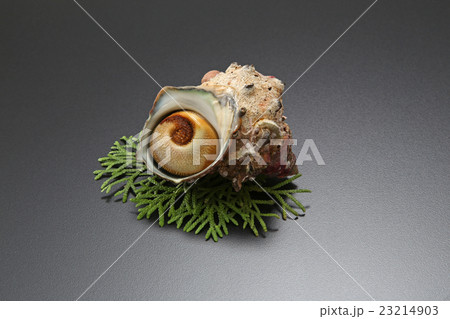 食材 貝 海鮮 サザエ 鮮魚 新鮮 食べ物 食材 貝 海鮮 サザエ 鮮魚 新鮮 食べ物 23214903