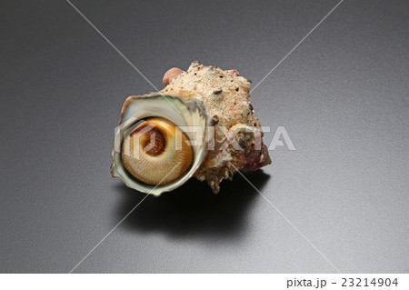 食材 貝 海鮮 サザエ 鮮魚 新鮮 食べ物 食材 貝 海鮮 サザエ 鮮魚 新鮮 食べ物 23214904