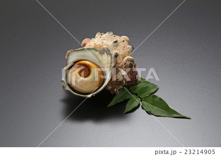 食材 貝 海鮮 サザエ 鮮魚 新鮮 食べ物 食材 貝 海鮮 サザエ 鮮魚 新鮮 食べ物 23214905