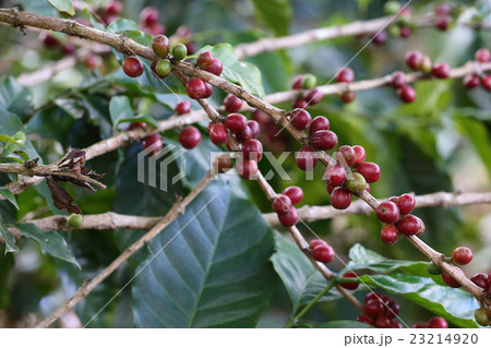 Coffee trees planted at Mammoth Mountain 23214920