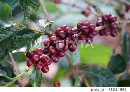 Coffee trees planted at Mammoth Mountain 23214921