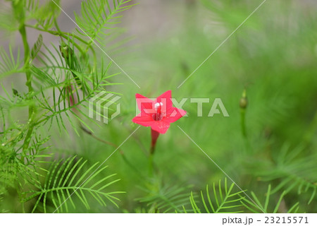 ルコウソウ 23215571