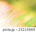 ネムノキの花 23215669