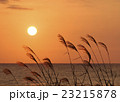 たそがれ 23215878