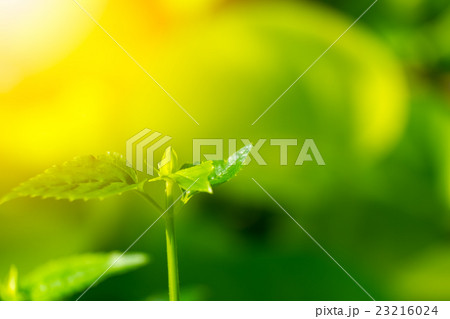 Young plant with morning light Young plant with morning light 23216024