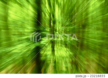 Blurred and defocused fresh green colors in forest 23216655