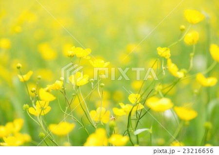 Blurry photo effect. Defocused yellow flowers Blurry photo effect. Defocused yellow flowers 23216656