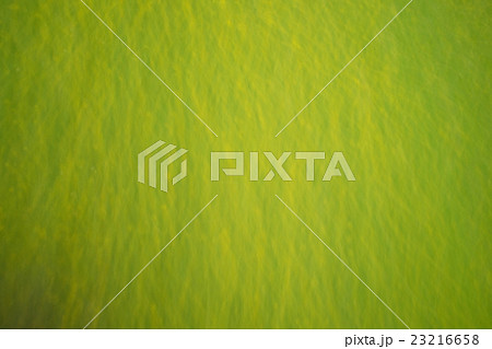 flowers and grass for de focused fresh background 23216658