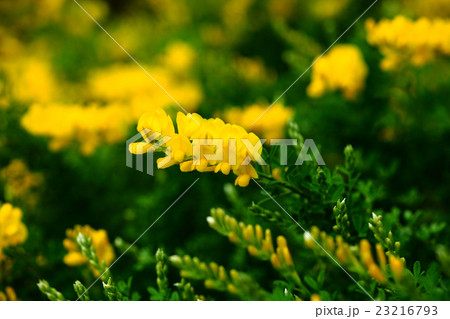 ヒメエニシダの開花 23216793