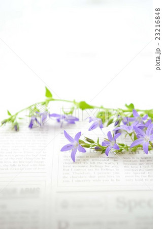 ホシギキョウ 23216848