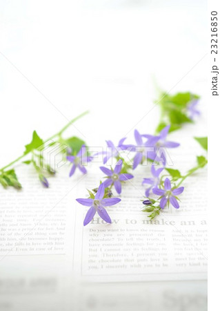 ホシギキョウ 23216850