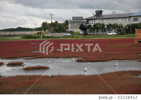 ㋈北海道は好天が続くがお花の見ごろは過ぎています。しかし、網走能取湖通サンゴ草は見頃です。 23216912