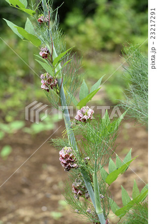 アメリカホド(アメリカ塊) アメリカホド(アメリカ塊) 23217291