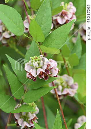 アメリカホド(アメリカ塊) アメリカホド(アメリカ塊) 23217296