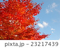 赤映え 23217439