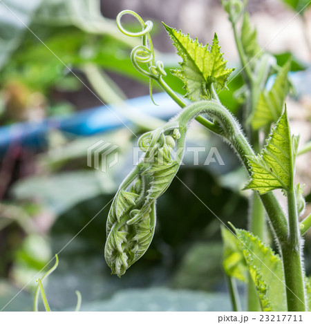 Close up green pumpkin leaf 23217711