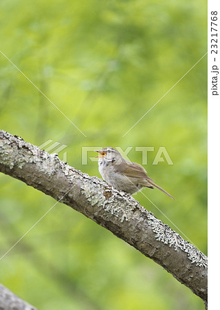 囀るウグイス 23217768