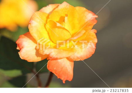 バラ（高雄） 23217835