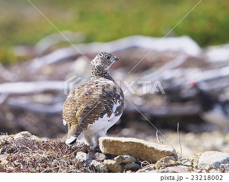 春のライチョウ雌 春のライチョウ雌 23218002
