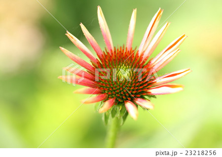 エキナセア 23218256