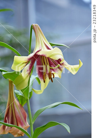 リリウム・ネパレンセ (ウコンユリ) リリウム・ネパレンセ (ウコンユリ) 23218349