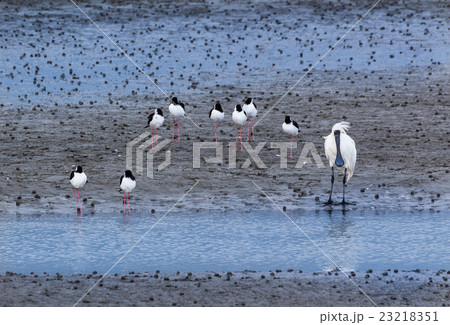 Royal Spoobill & Pied Stilt 23218351