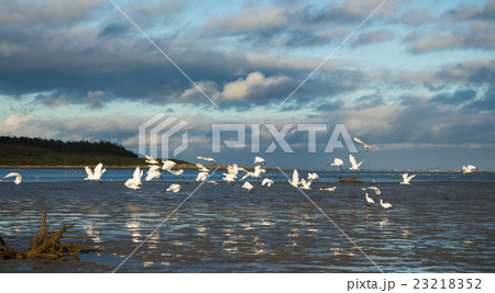 Royal Spoonbills Liftoff Royal Spoonbills Liftoff 23218352